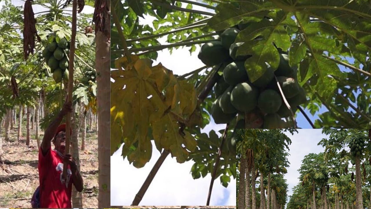 Como mejorar el tamaño del fruto al final de la cosecha de las papayas o lechosas