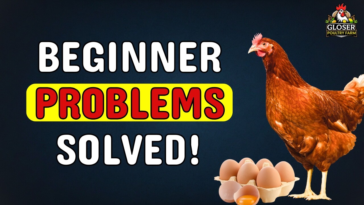 Top Challenges I Faced as a Beginner in Poultry Farming And How I Overcame Them.