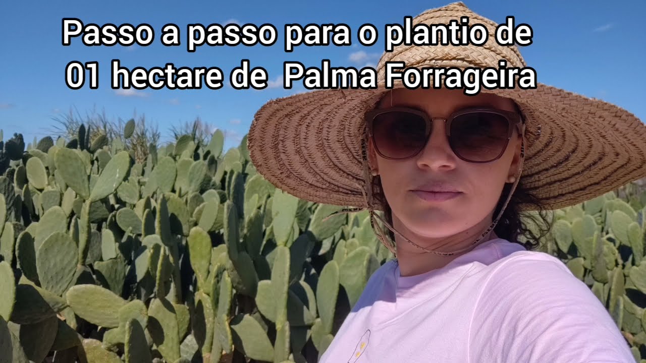 Passo a passo para o plantio de 01 hectare de Palma Forrageira