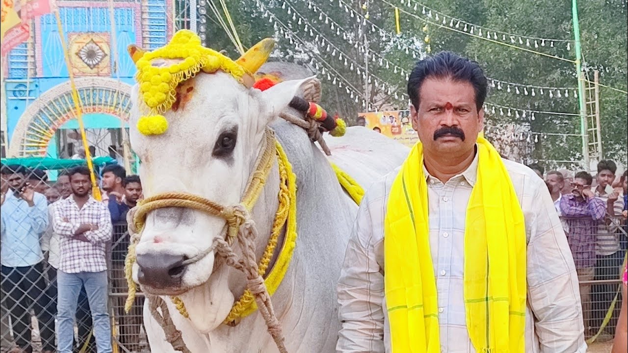 కల్లూరు సీనియర్స్ విభాగంలో 10వ జత RK & GMR బుల్స్