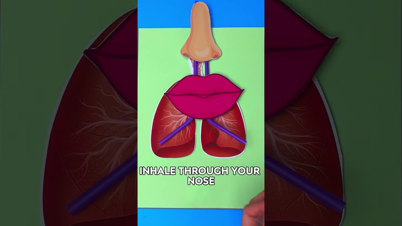 🫁 Blow a Balloon & See What Happens to Your Lungs! 🎈 #kids #learn