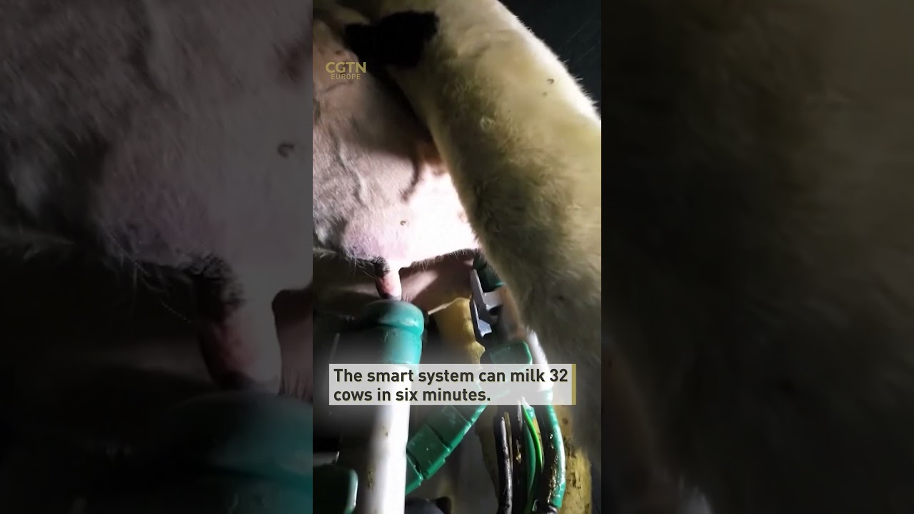 Chinese dairy farm adopts automated milking system to save labor