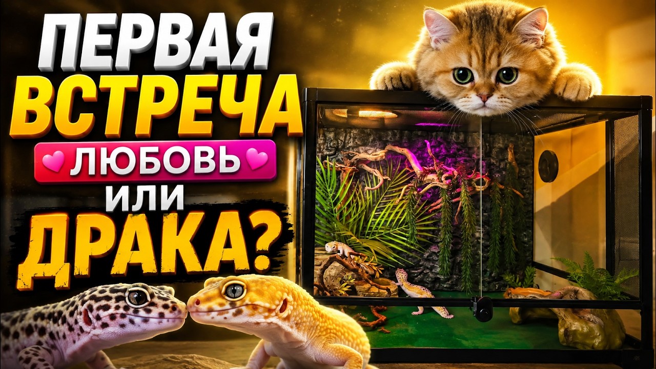 ТЕРРАРИУМ ДЛЯ ЭУБЛЕФАРОВ: ПЕРВОЕ ЗНАКОМСТВО И БРАЧНЫЕ ИГРЫ.