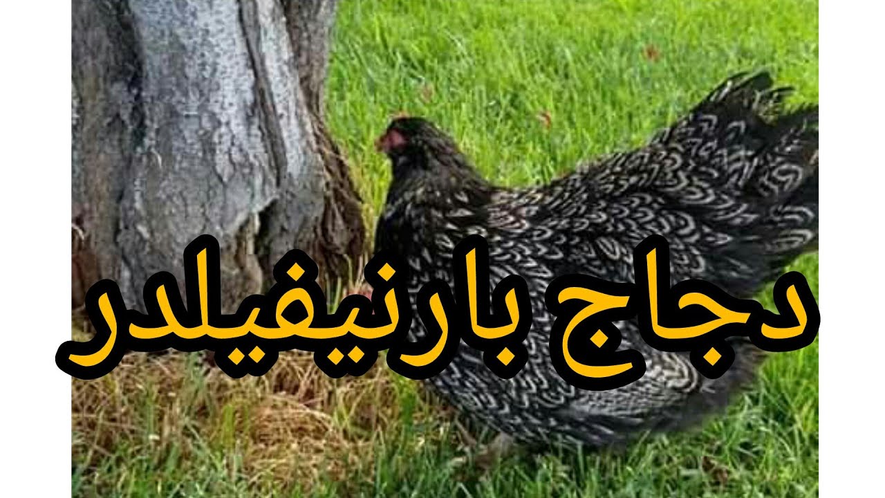 لماذا يعشق المزارعون دجاج بارنيفيلدر؟ الإجابة قد تفاجئك