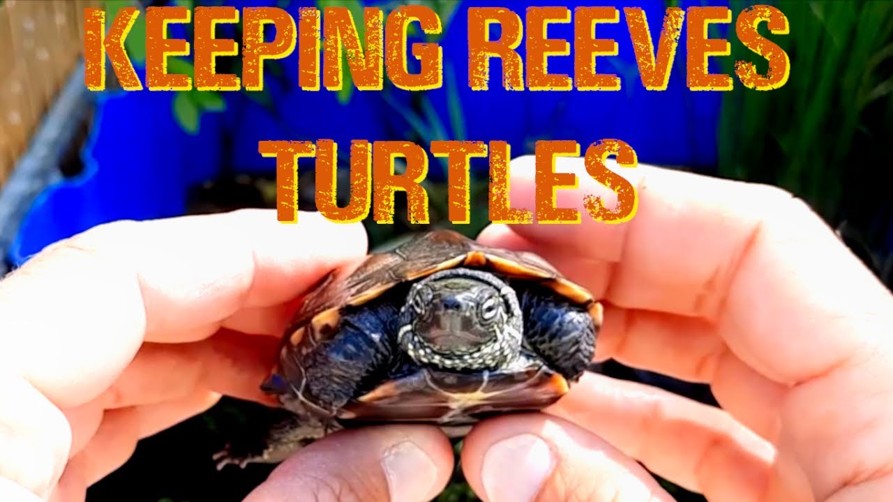 Reeves Turtle Care and Maintenance (Outdoors)