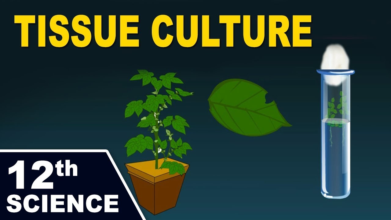 Tissue Culture | 12th Std | Biology | Science | Maharashtra Board | Home Revise