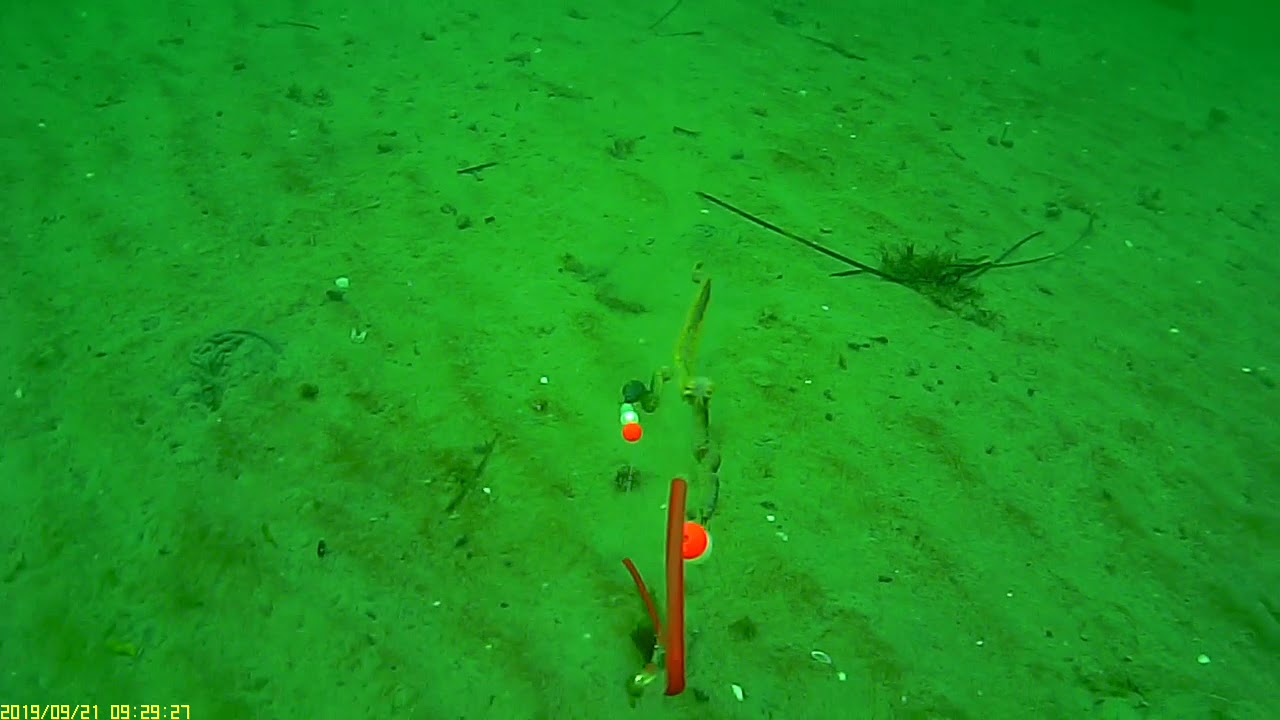 ikke meget liv - enkelt fj&aelig;sing