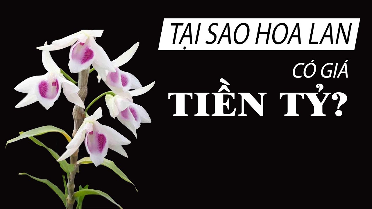 Tại sao Hoa Lan có giá siêu đắt - Có phải đa cấp?