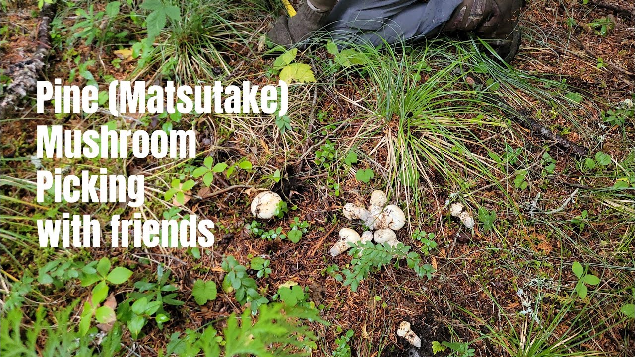 Pine (Matsutake) Mushroom picking with our friends