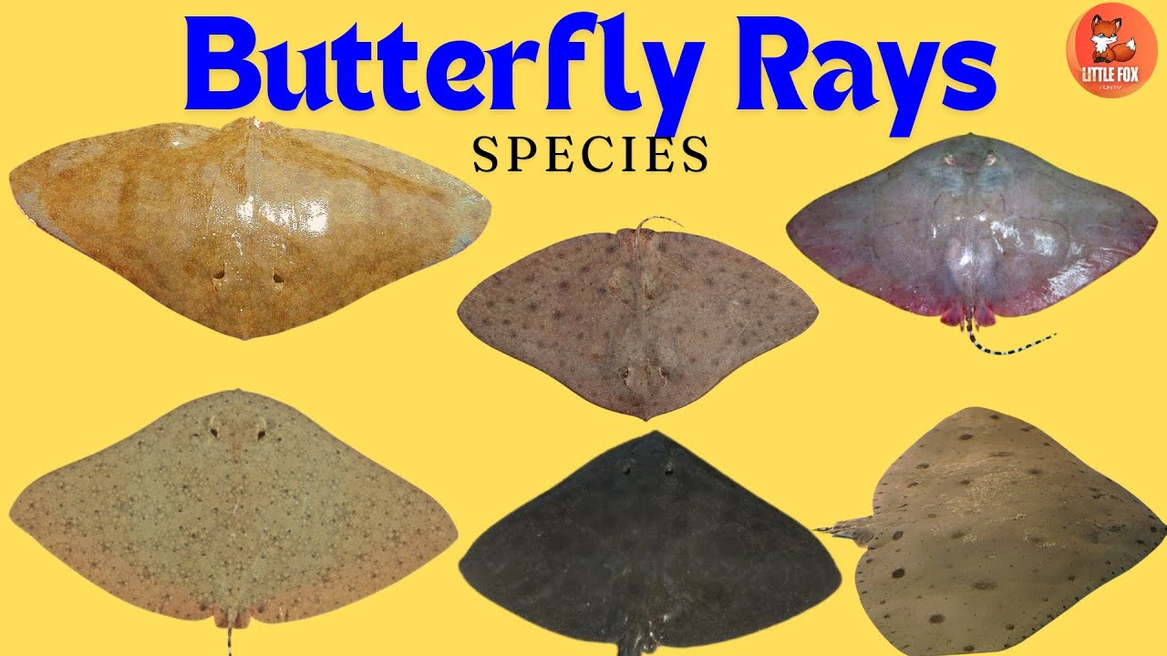 Beautiful Butterfly Rays! 🦋 Underwater Wonders! in English for Kids #kidslearning #animals #fish