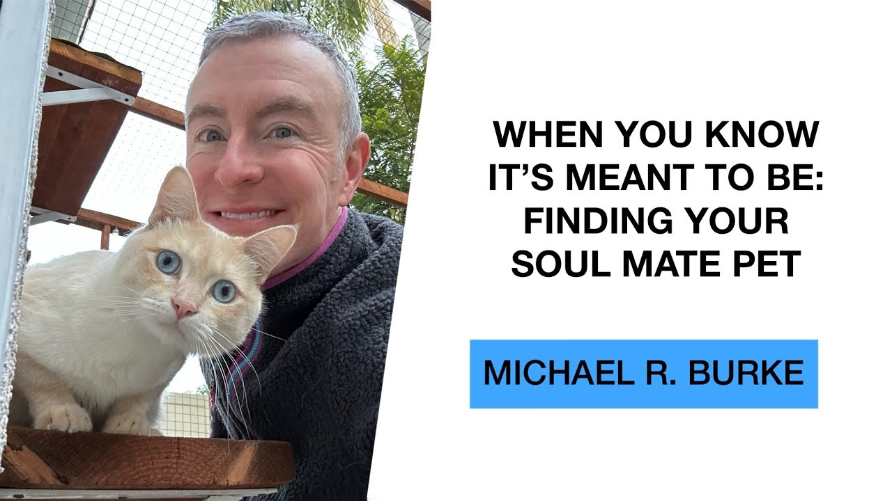 When You Know It's Meant to Be: Finding Your Soulmate Pet