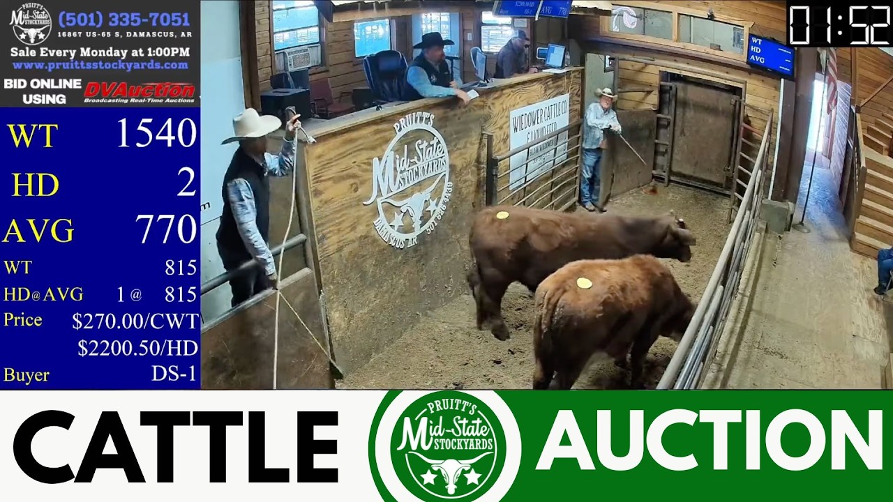 Central Arkansas Sale Ring LIVE Today | Pruitt’s Mid-State Stockyards | Feb 16, 2026
