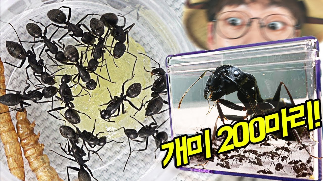일본왕개미 200마리 군체 사육하기! 여왕개미를 지켜라~
