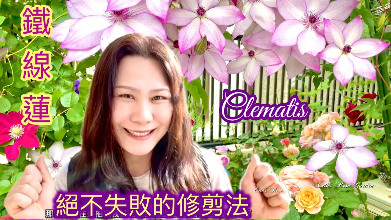 【鐵線蓮】鐵線蓮不容易失敗的修剪判斷方式！#Erin玫瑰花園#clematis 
