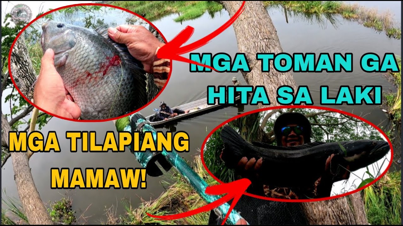 ANG SPOT NG MGA MAMAW NA TILAPIA AT MGA MONSTER TOMAN /Airgun Fishing /Fishgunerong Madiskarte