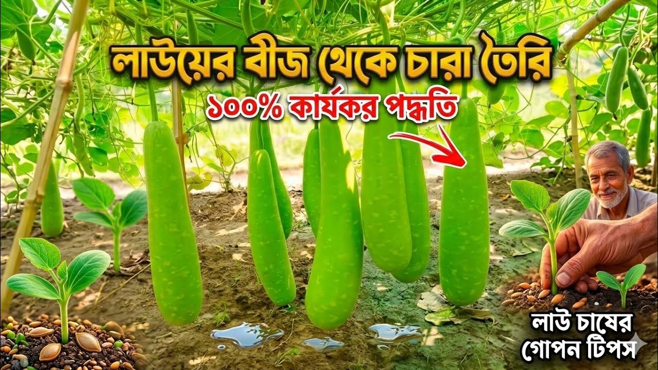 “লাউয়ের বীজ থেকে চারা তৈরির সঠিক পদ্ধতি | ১০০% সফল লাউ চাষ”