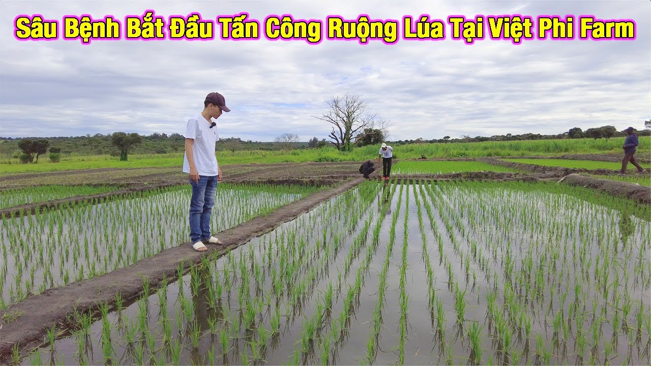 Linh Philip || Sâu Bệnh Bắt Đầu Tấn Công Ruộng Lúa Trong Việt Phi Farm !!!