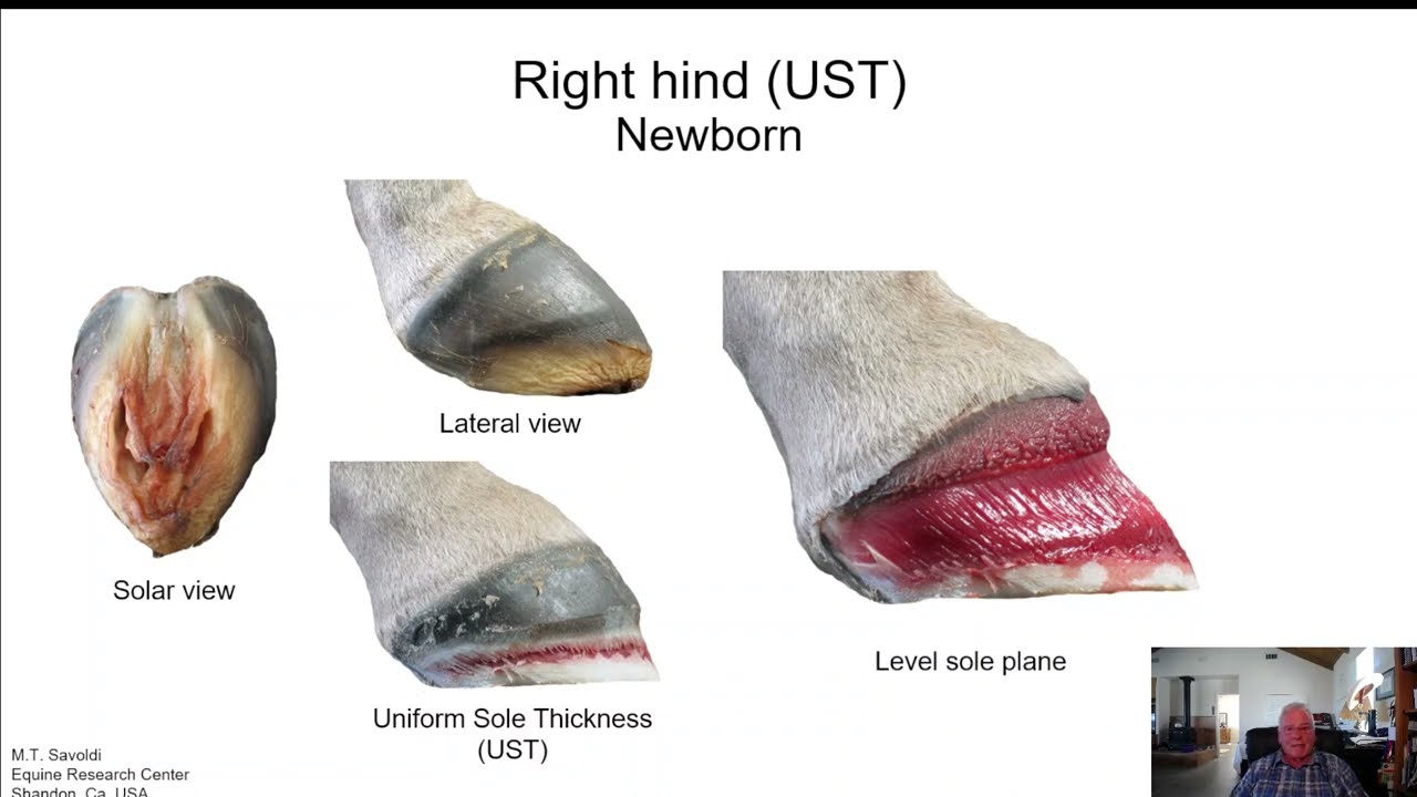 Trimming to the Sole Plane along with understanding the principles of Uniform Sole Thickness (UST)