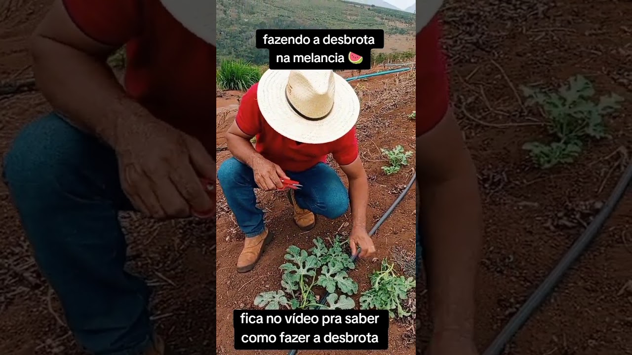 Aprendam como fazer a desbrota na melancia 🍉