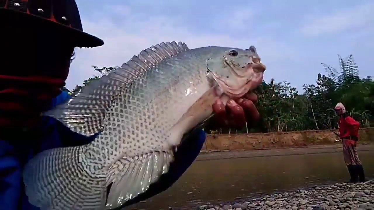 Fishing Java Barb Fish in Serayu river