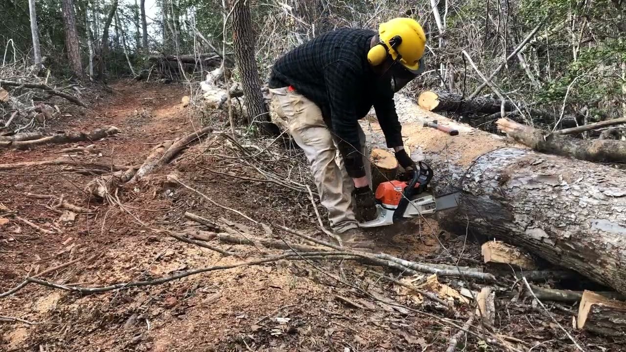Bucking up white oak with the Sthil ms 362