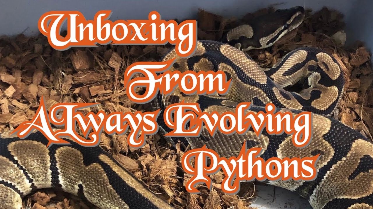 Epic Unboxing from Always Evolving Pythons