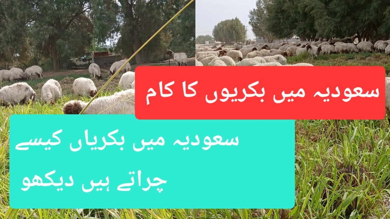 سعودی عرب میں بکریاں کیسے چراتے ہیں دیکھو پوری ویڈیو 