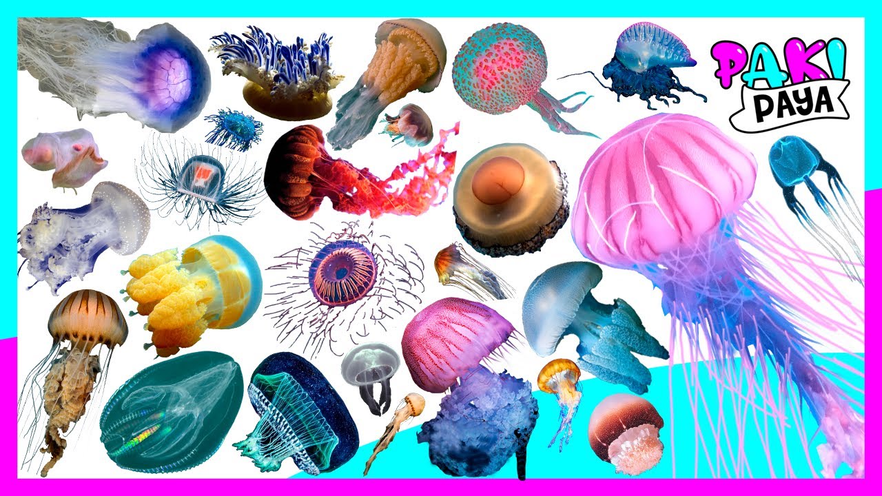 ¡TIPOS DE MEDUSAS! Types of jellyfish 🤩 قناديل البحر / 해파리 / Qualle Animales marinos