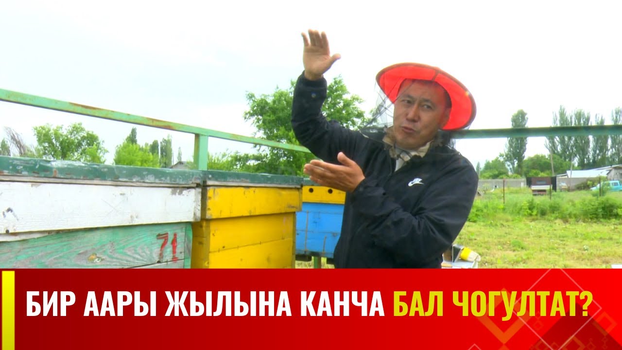 Бир аары жылына канча бал чогултат? | Агрочарба