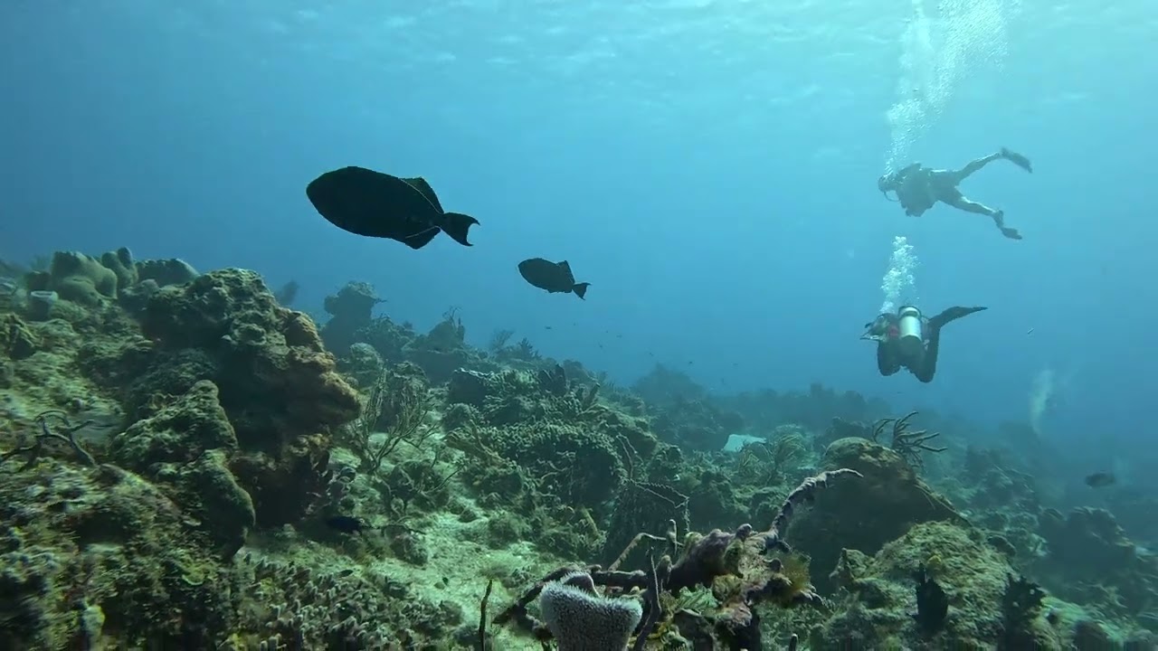 Cozumel Diving, Scuba Diving, Nurse Shark, 2-14-2024 Yucab Reef