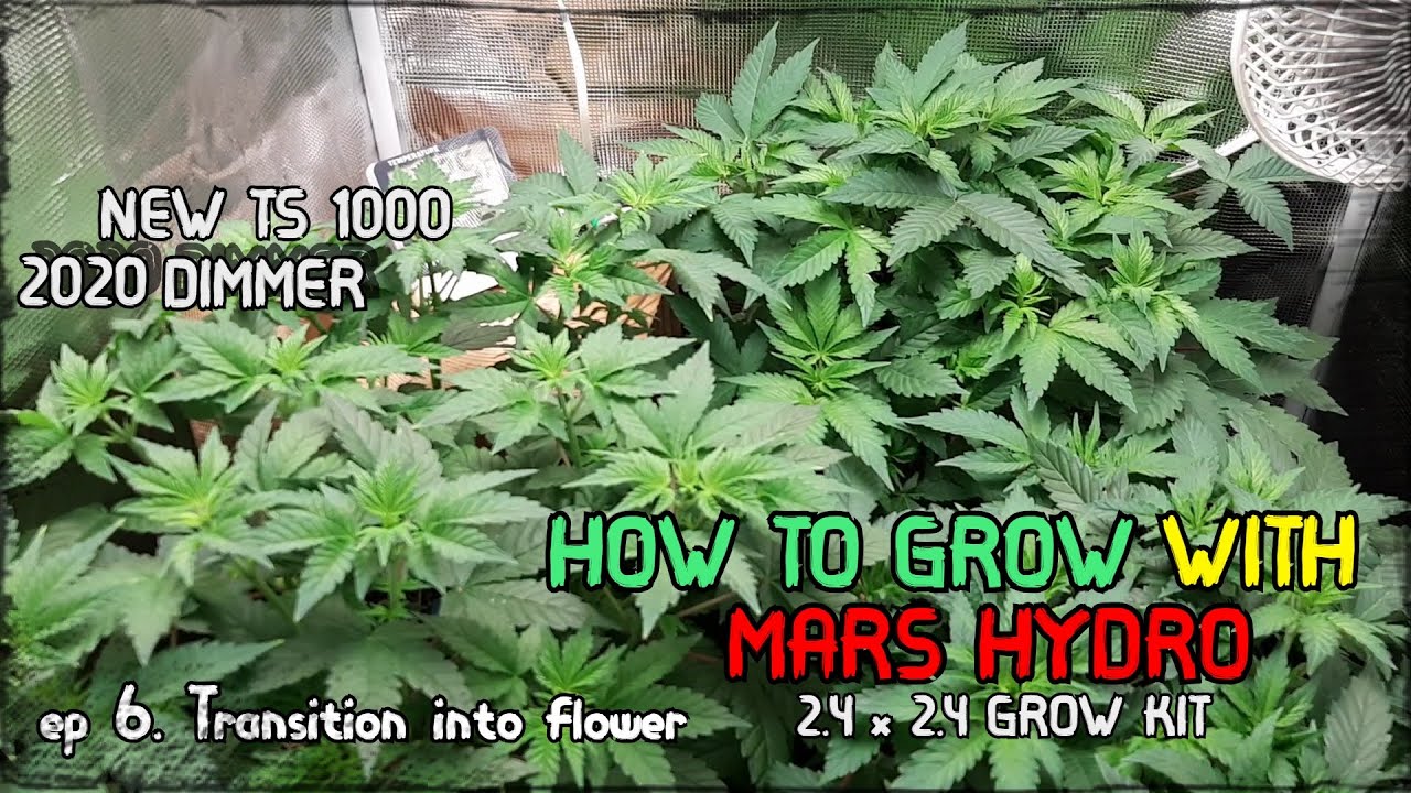 Mars Hydro 2.4 x 2.4 Grow Kit || Transition into flower || Mars Hydro Cup