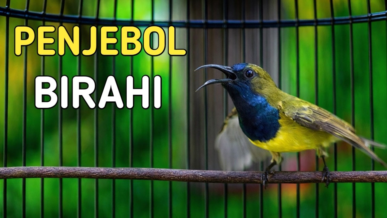 Penjebol birahi sogon, putar kapanpun sogon mu langsung jebol birahi gacor