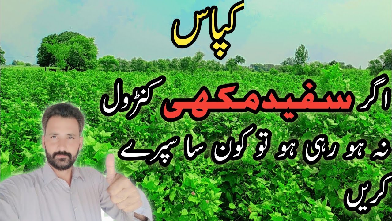 How to control White Fly at later stages in Cotton crop || Hussnain official 007