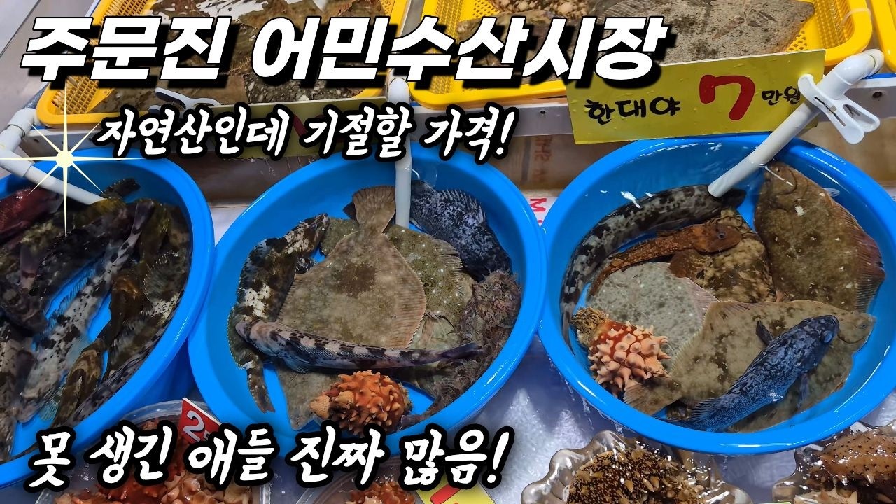 주문진 수산시장(어민수산시장) 자연산!! 홍게, 놀래미, 가자미, 우럭