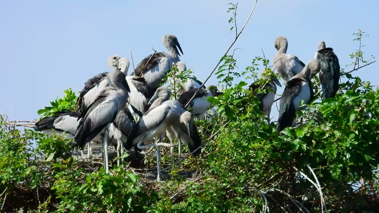Bird Sanctuary Preserves Natural Habitats Supporting Migration Breeding And Survival 037