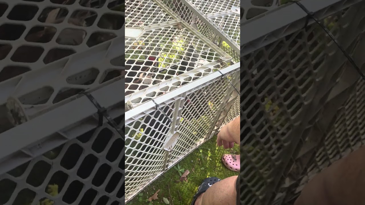 The chickens are out again (Nigella and Electra are now Nigel and Elvis) #chicken #animals #pets