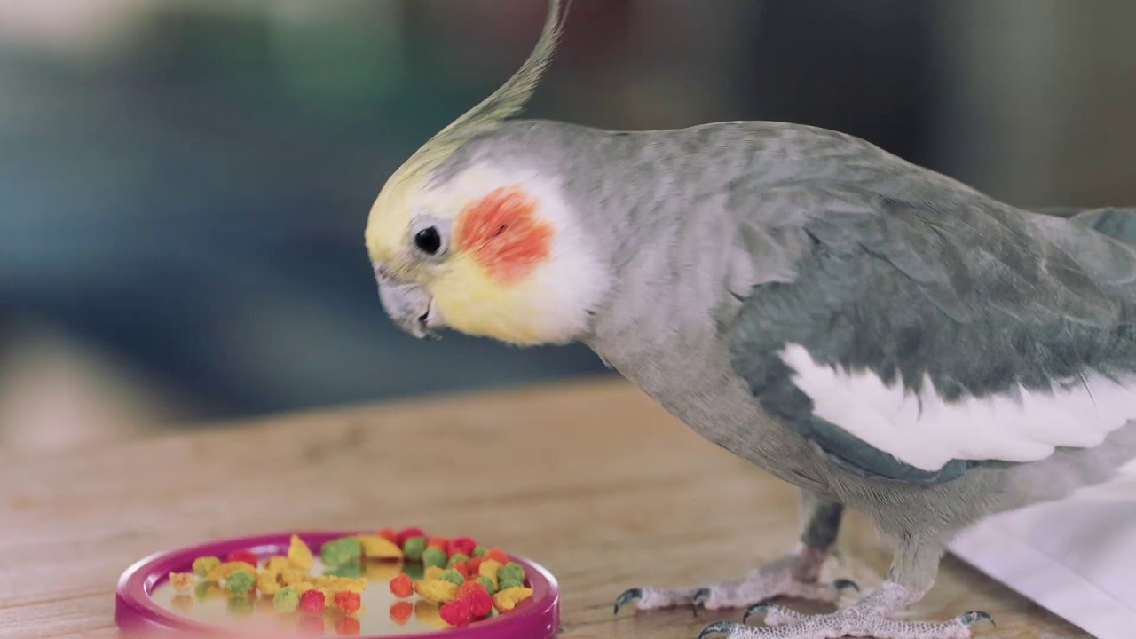 ZuPreem Pellets Video