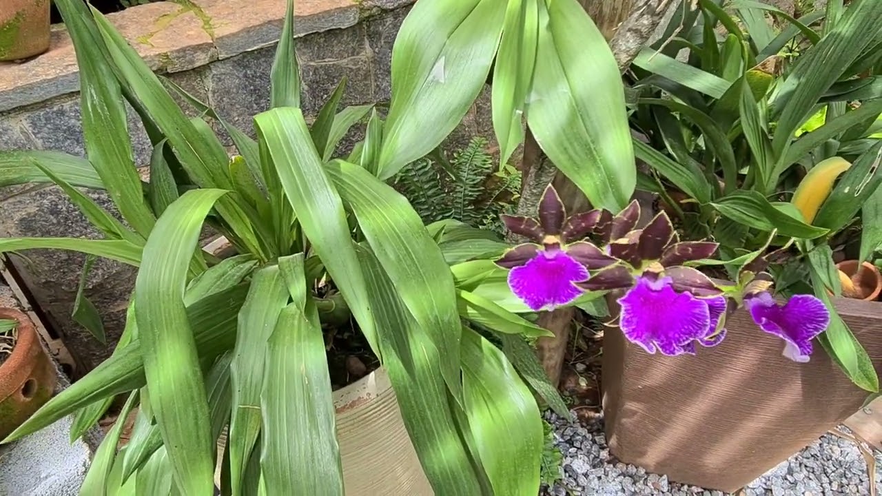 COMO CULTIVAR ZYGOPETALUM