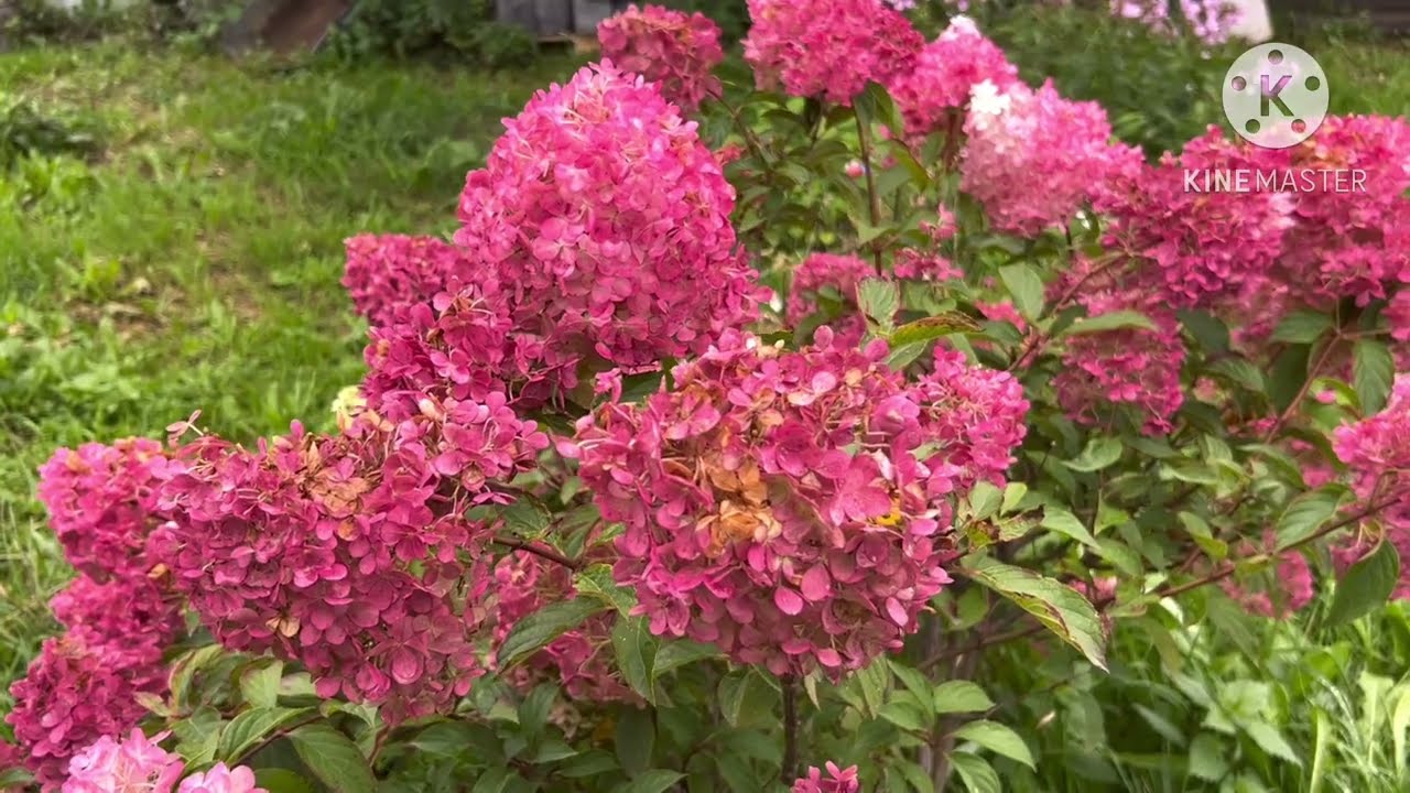 Вышивка в сентябре с 01.09.25-15.09.25 🪻👍🫑🍅🍆