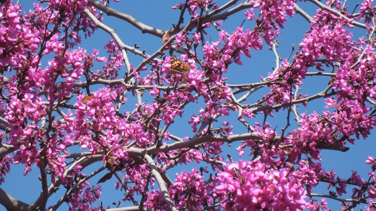 Western Redbud - California Native Dry Shade Garden - Ep.12