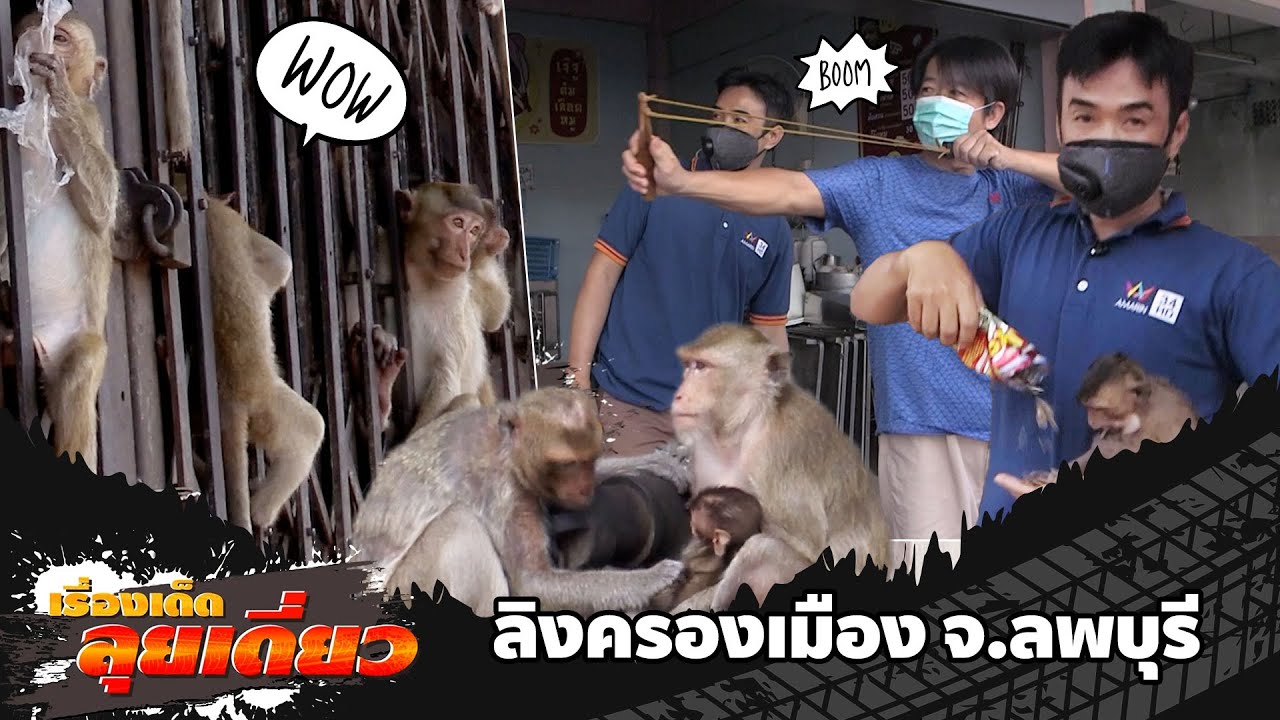 เรื่องเด็ดลุยเดี่ยว | ลิงครองเมือง จ.ลพบุรี | ข่าวเที่ยงอมรินทร์ | 28 ก.ค.65