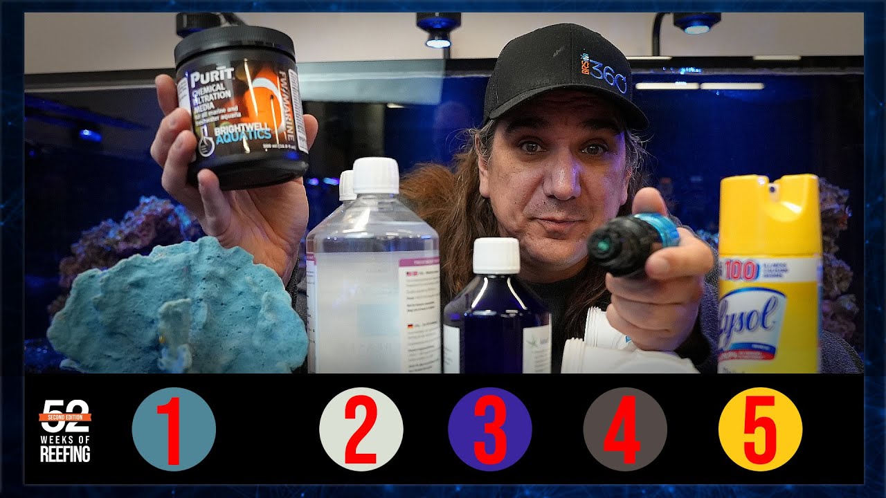These 5 Accumulative Pollutants Stress & Kill Corals. Why Are They Rarely Addressed in Reef Tanks?
