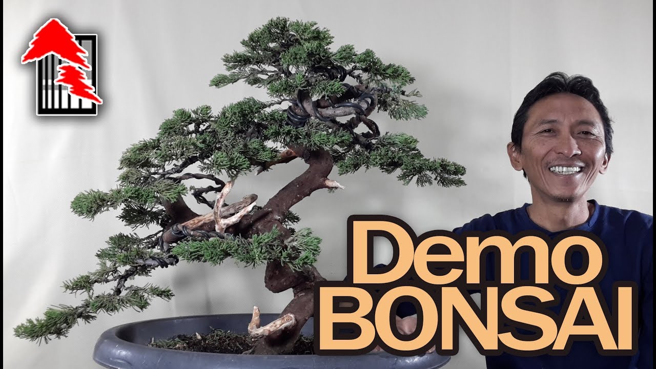 Demo Bonsai, Cara Cepat & Mudah Membuat & Membentuk Pohon Bonsai by Tedy Boy Indonesia
