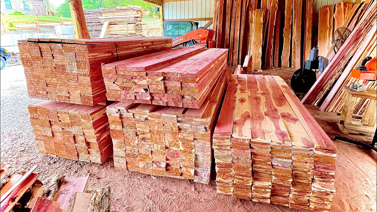Lots of Eastern Red Cedar