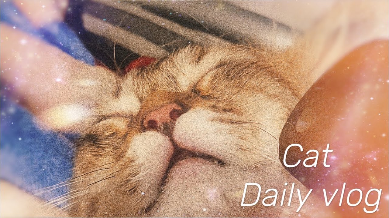 Cat vlog 무해하며 유해한듯 무해한 힐링(자막없음)
