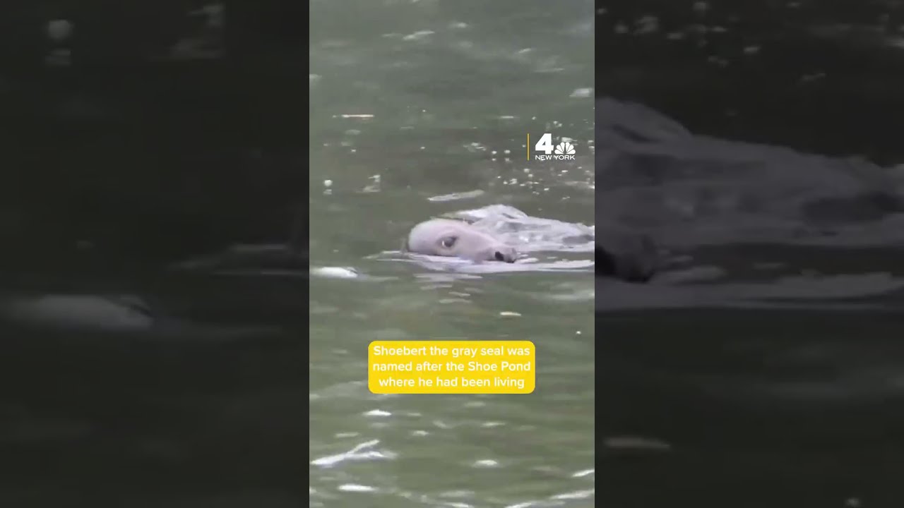A Seal Walks Into a Police Station... #shorts