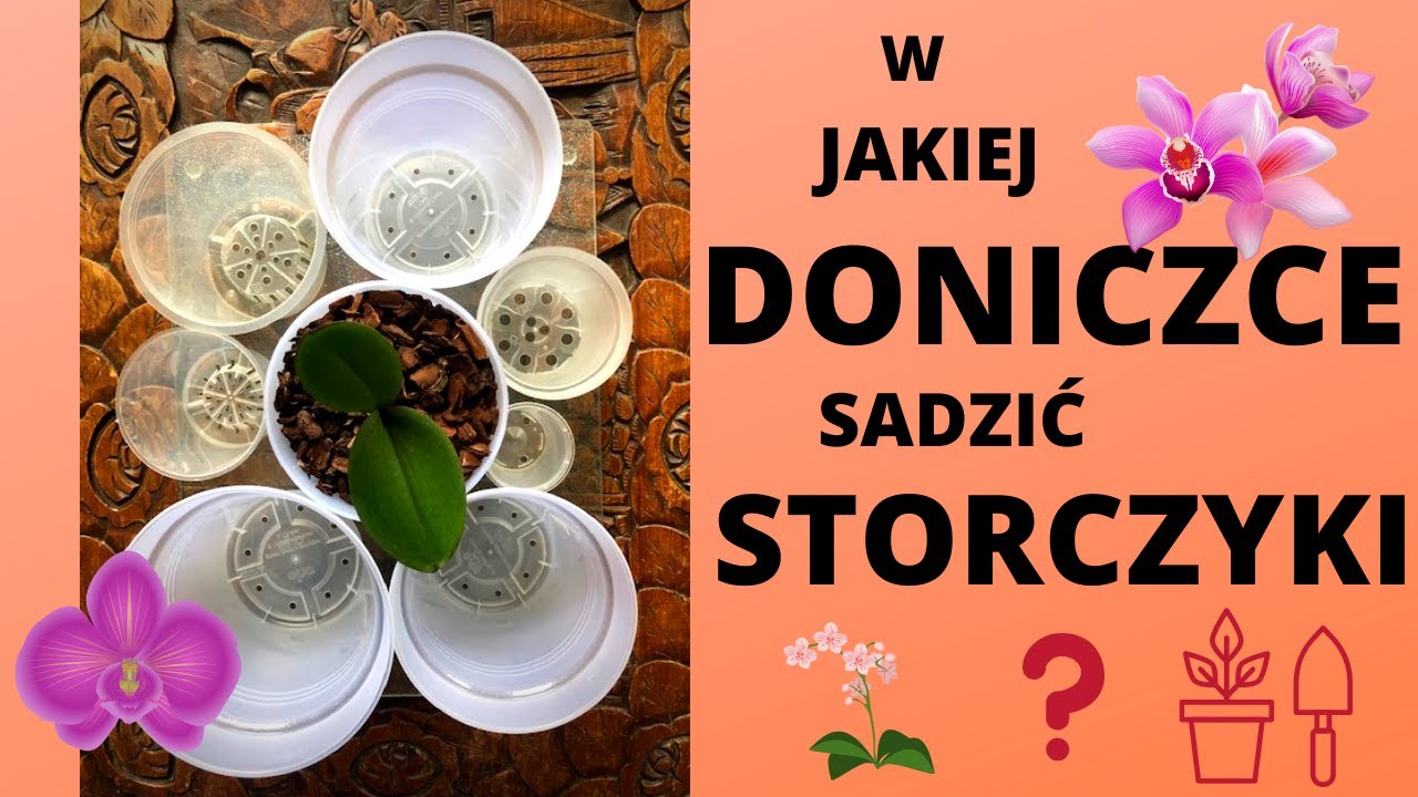 Czy storczyk musi mieć przezroczystą osłonkę? Jaki rozmiar doniczki? Doniczka DIY