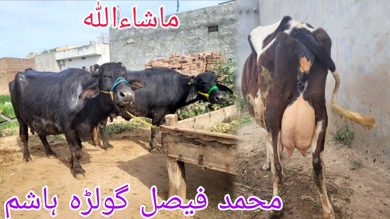 ماشاءاللہ محمد فیصل گولڑہ ہاشم کی خوبصورت چوٹی بھینس اور گائے برائےفروخت14مارچ2026 HajiArfazChannel
