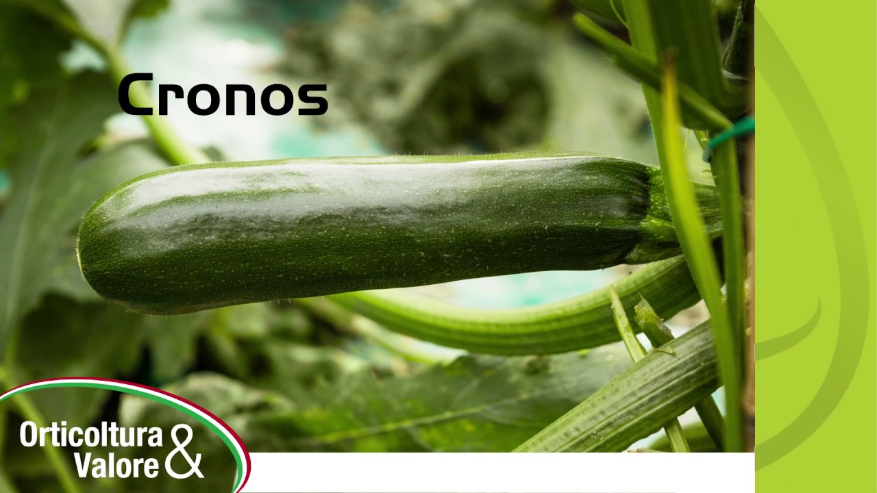 Cronos - L'eccellenza nella qualità di frutto - Resistenza a oidio e virus