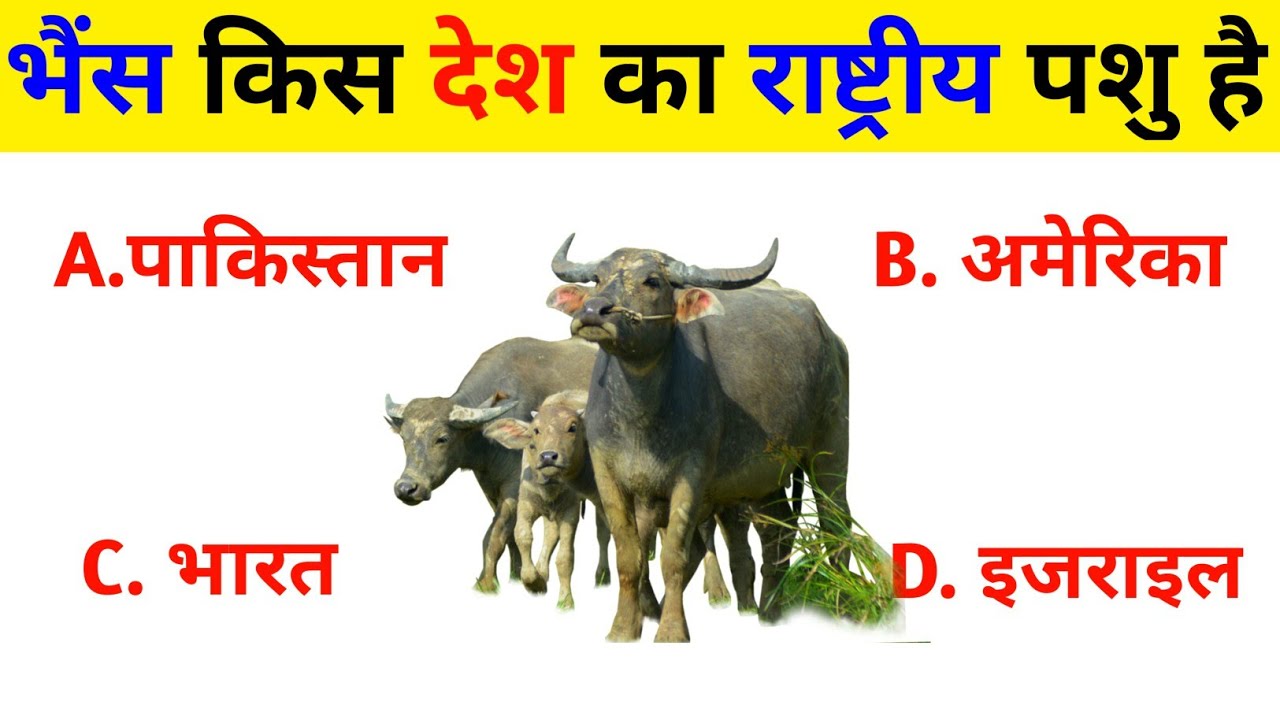 General Knowledge Question (Part 11) | Gk 25 Questions | Interesting Gk | Gk | Ashu Study